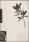 Foto von Salix glauca L. x Salix nigricans Sm. x Salix phylicifolia L.